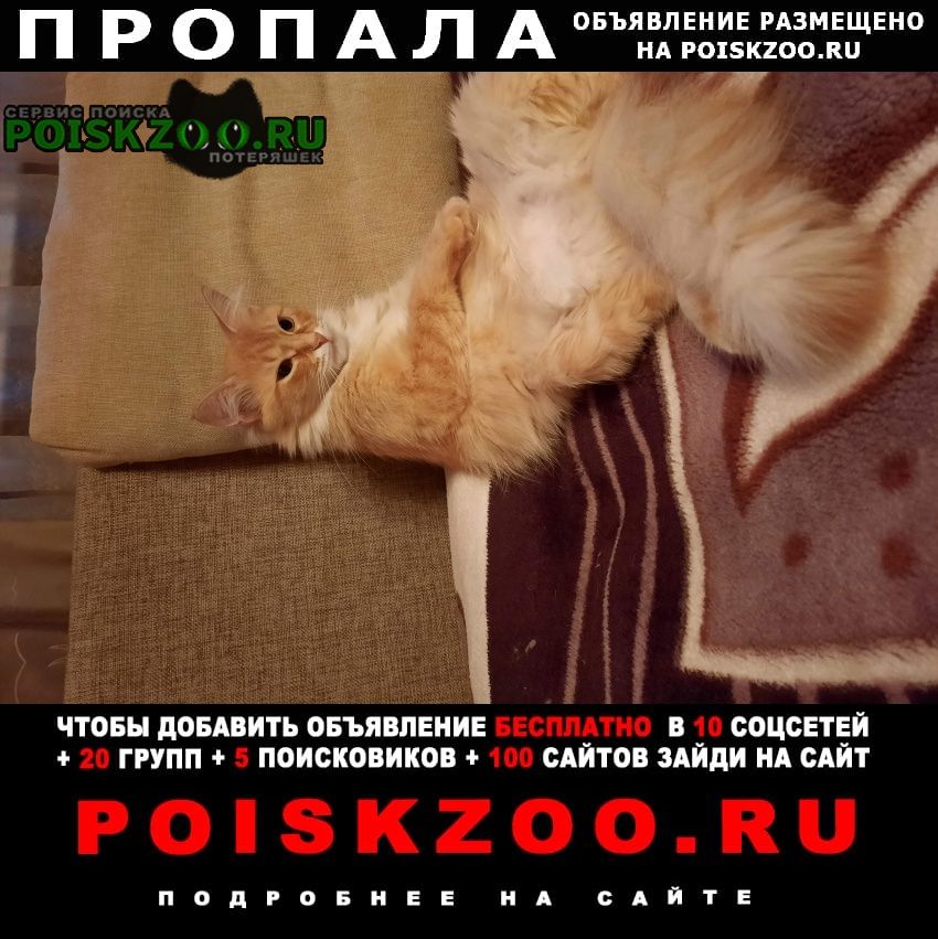 Пропала кошка рыжая метро марьино Москва