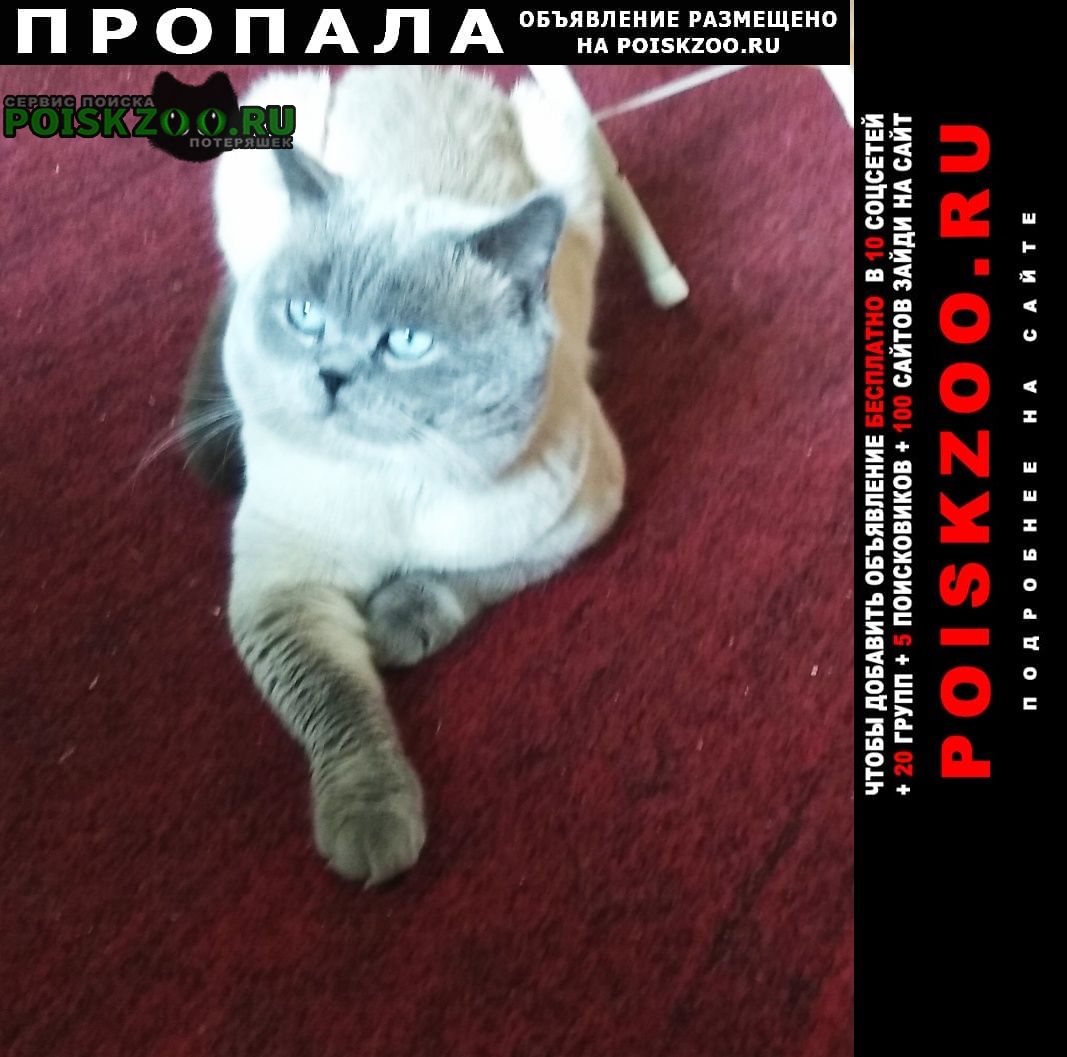 Пропал кот Симферополь