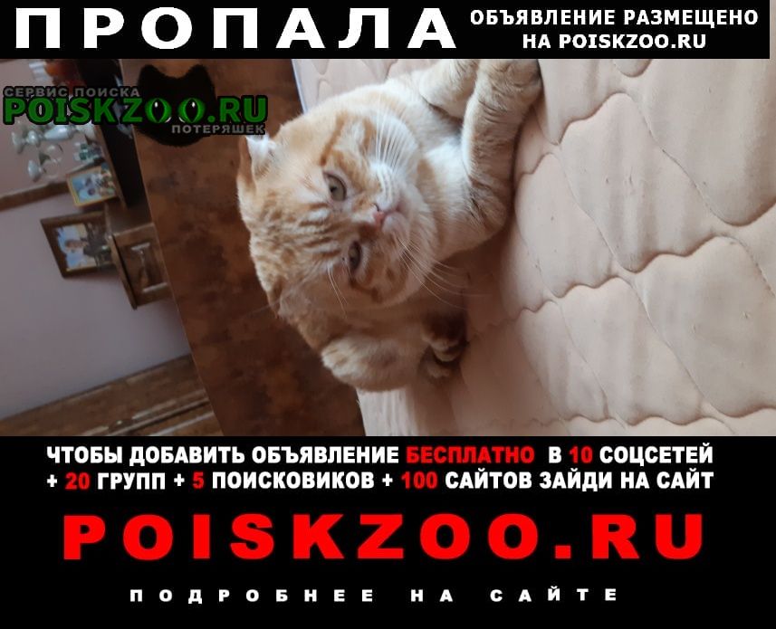 Кузнецк Пропал кот