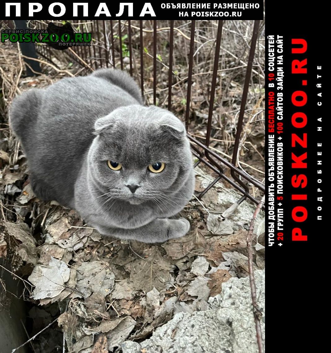 Горно-Алтайск Пропал кот в районе каяса-сосновый бор