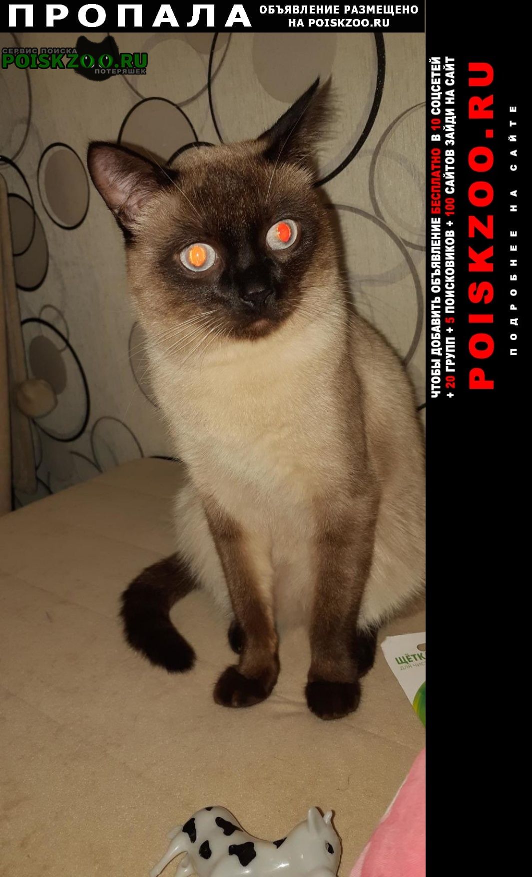 ���� ������ ���