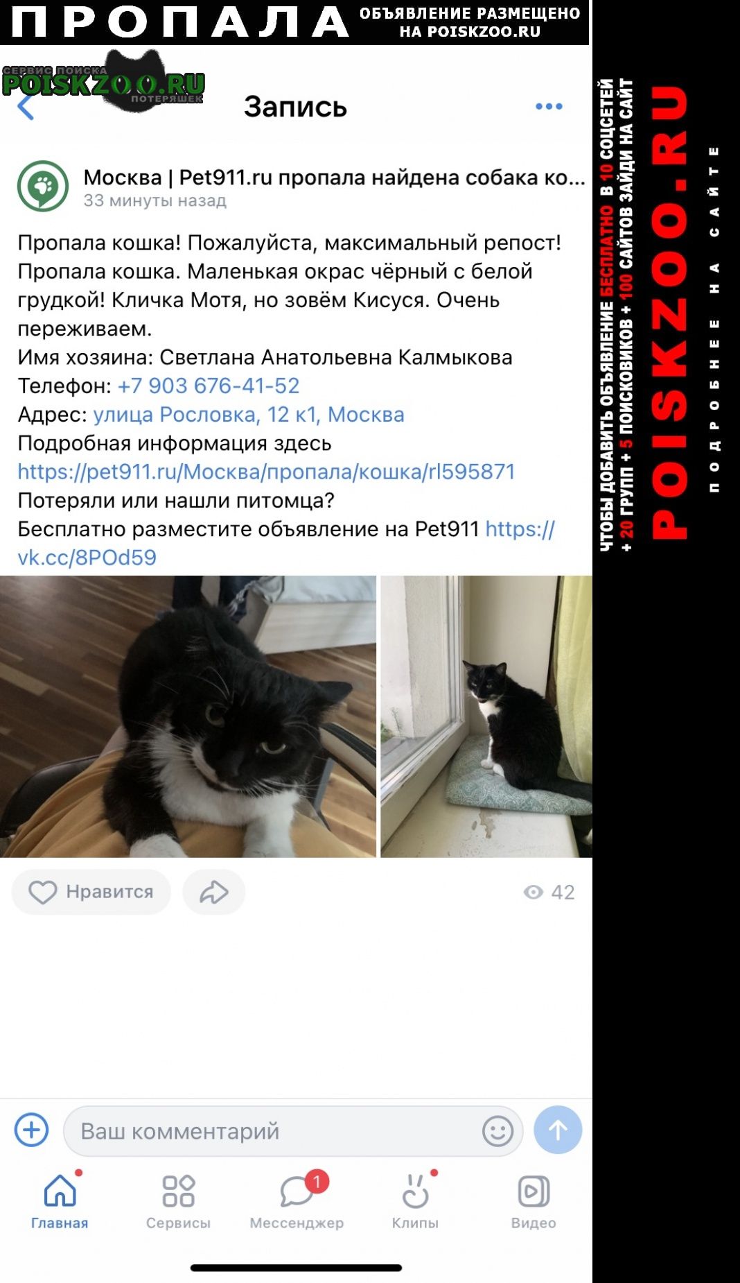 Пропала кошка митино кршка Москва
