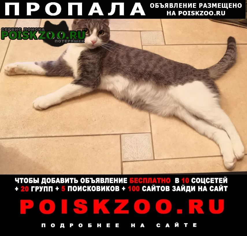 Пропала кошка Москва