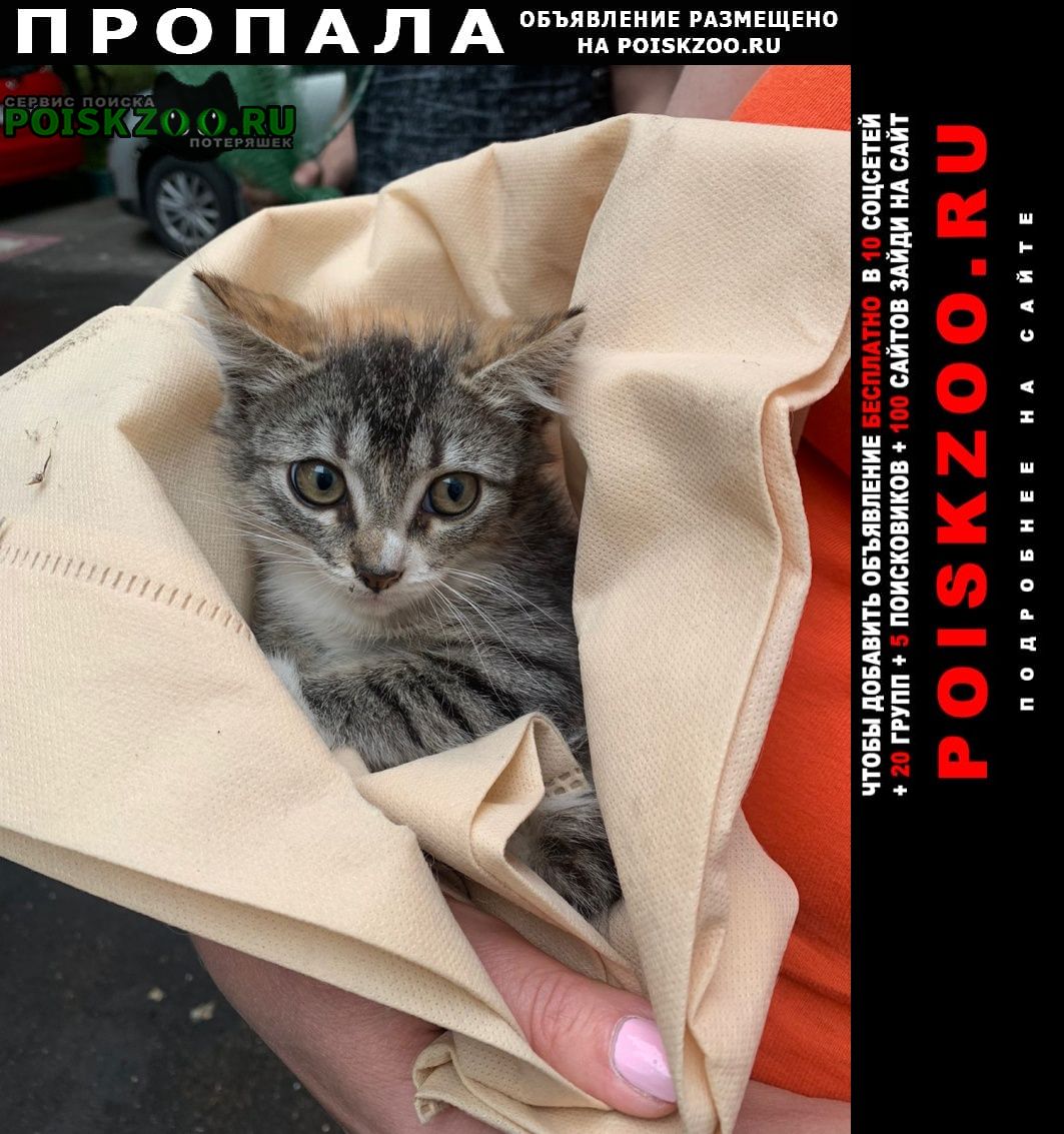 Москва Пропала кошка павла корчагина у дома 1алексеевский рай