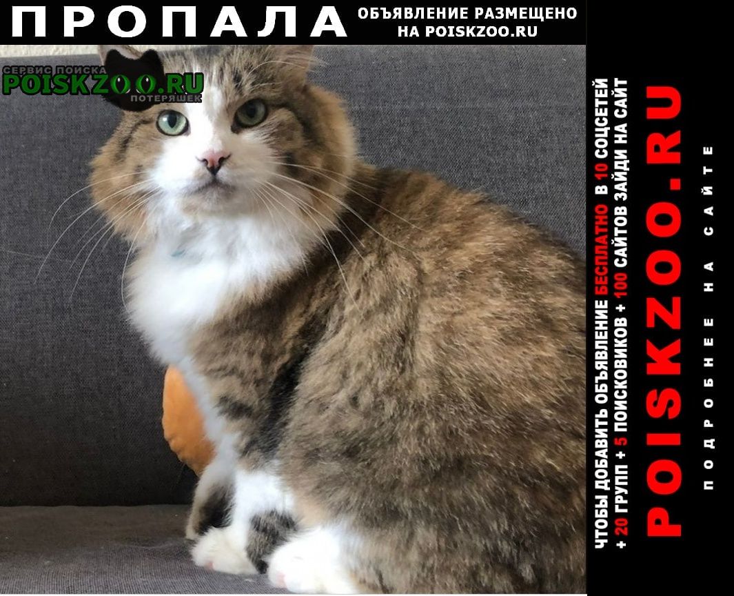 Тбилиси Пропал кот