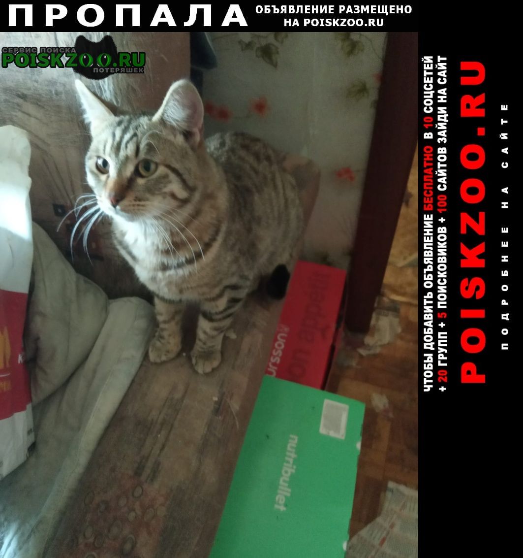 Пропал кот, 8 месяцев Зеленоград