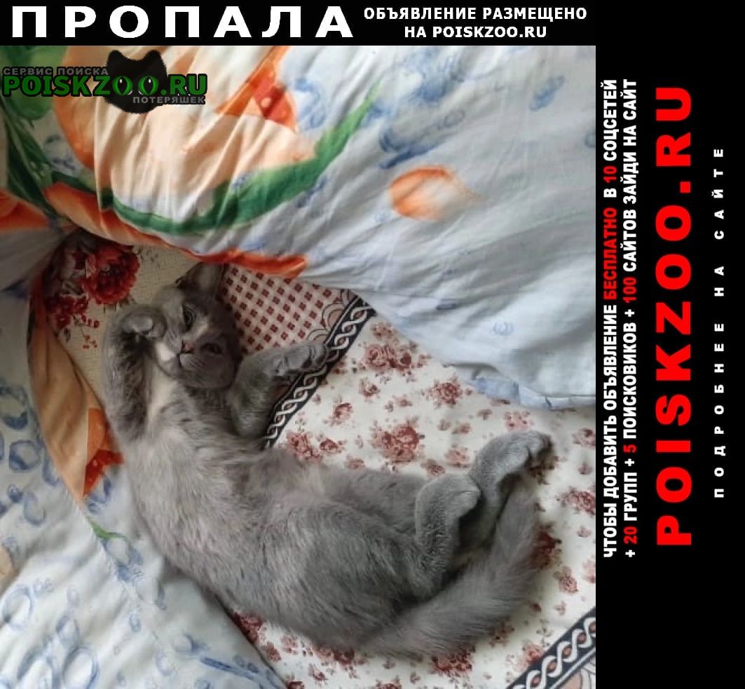 Пропала кошка помогите найти нашу любимицу Усть-Лабинск