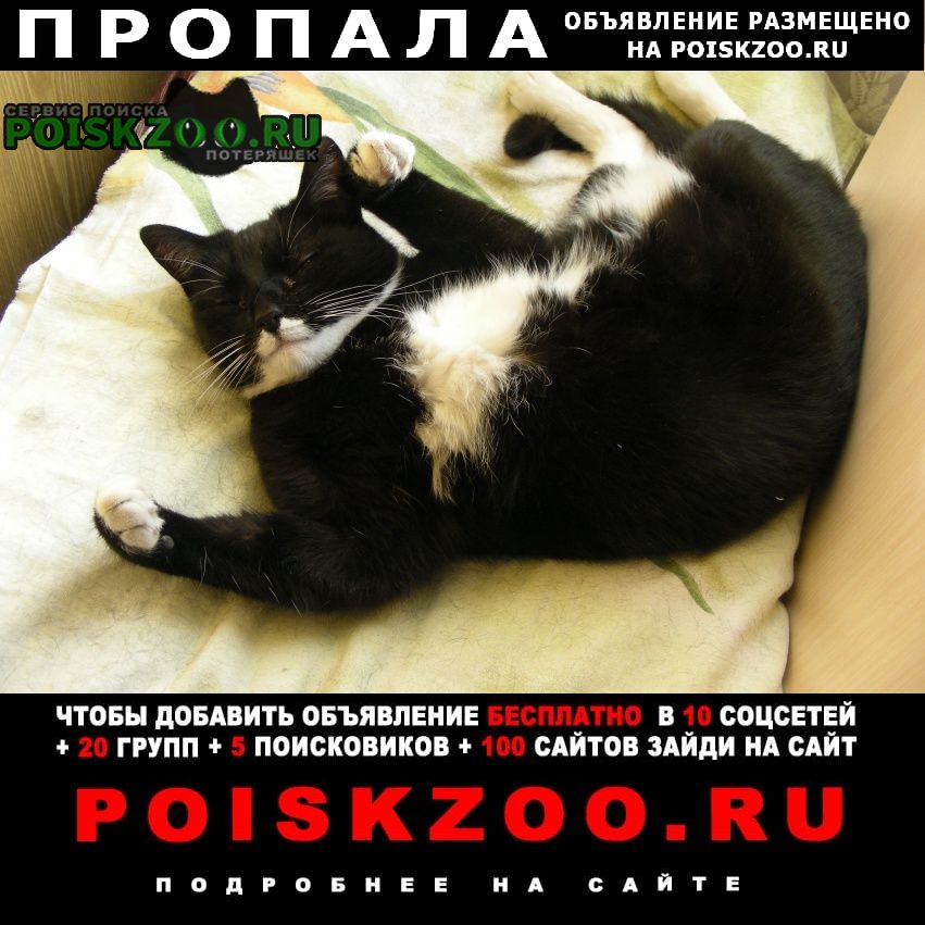 Пропала кошка на власихе Одинцово