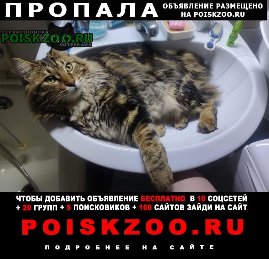 Пропал кот курильский бобтейл Боровск