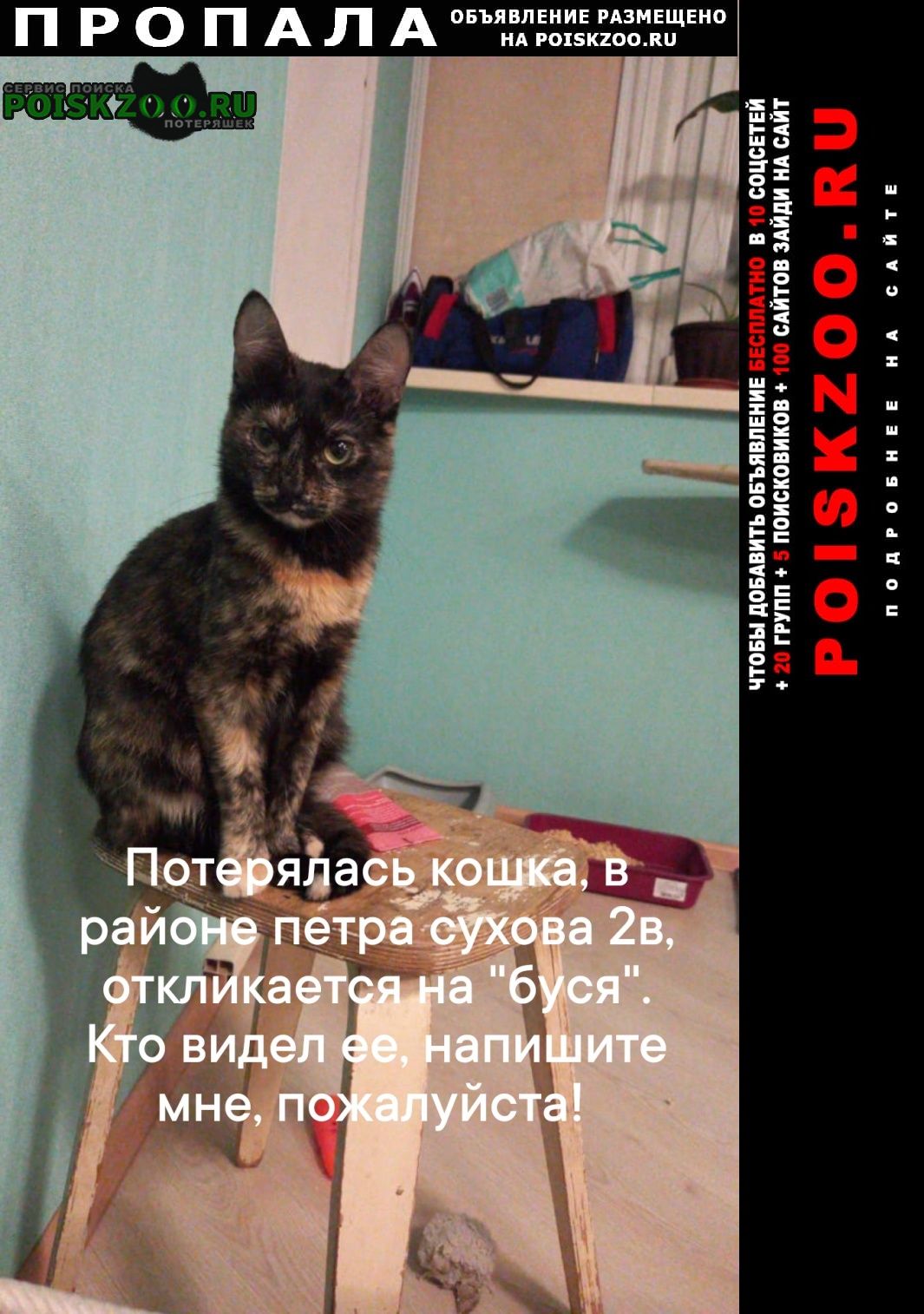 Барнаул Пропала кошка потерялась