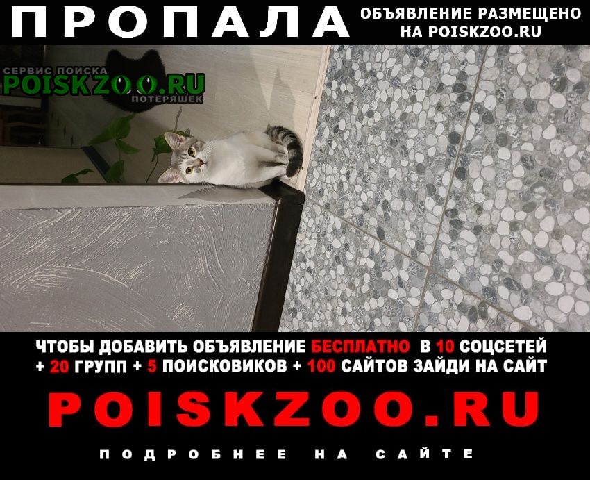Пропал кот помоготе найти ика пожалуйста Ставрополь
