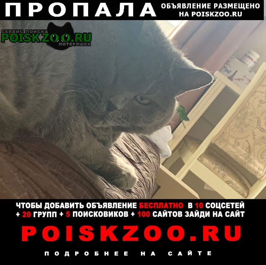 Иркутск Пропал кот