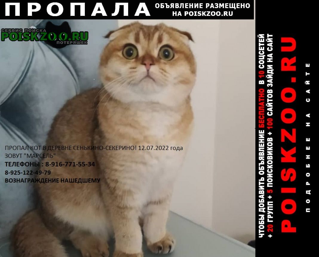 Пропал кот в сенькино-секерино Москва