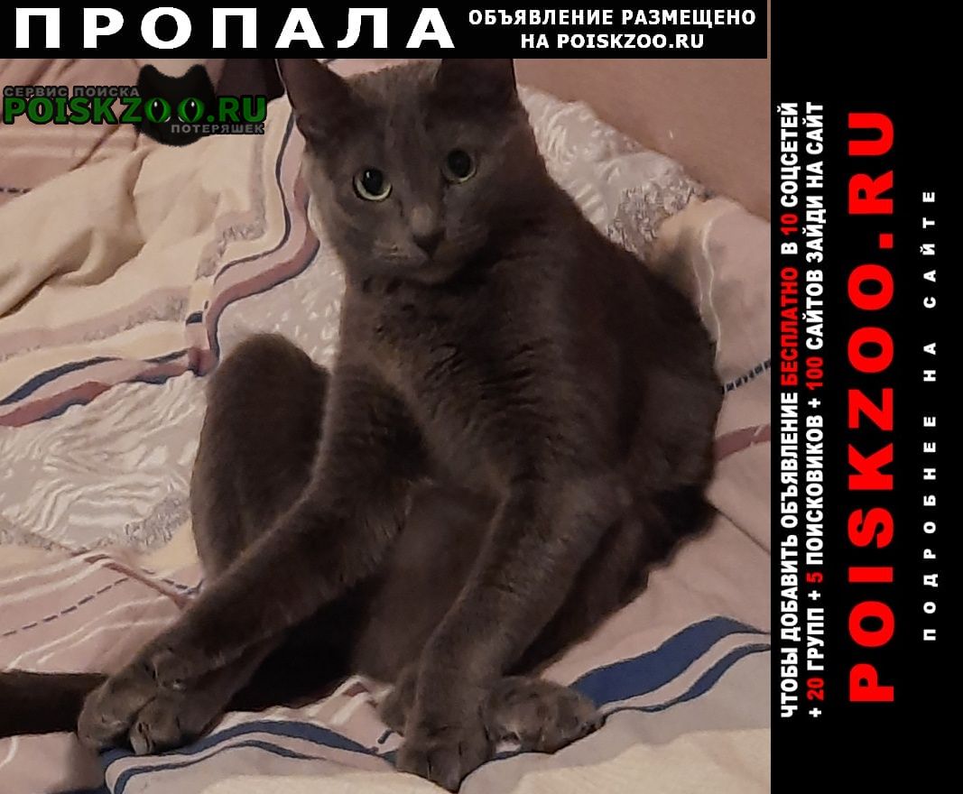 Пропала кошка породы русская голубая Москва
