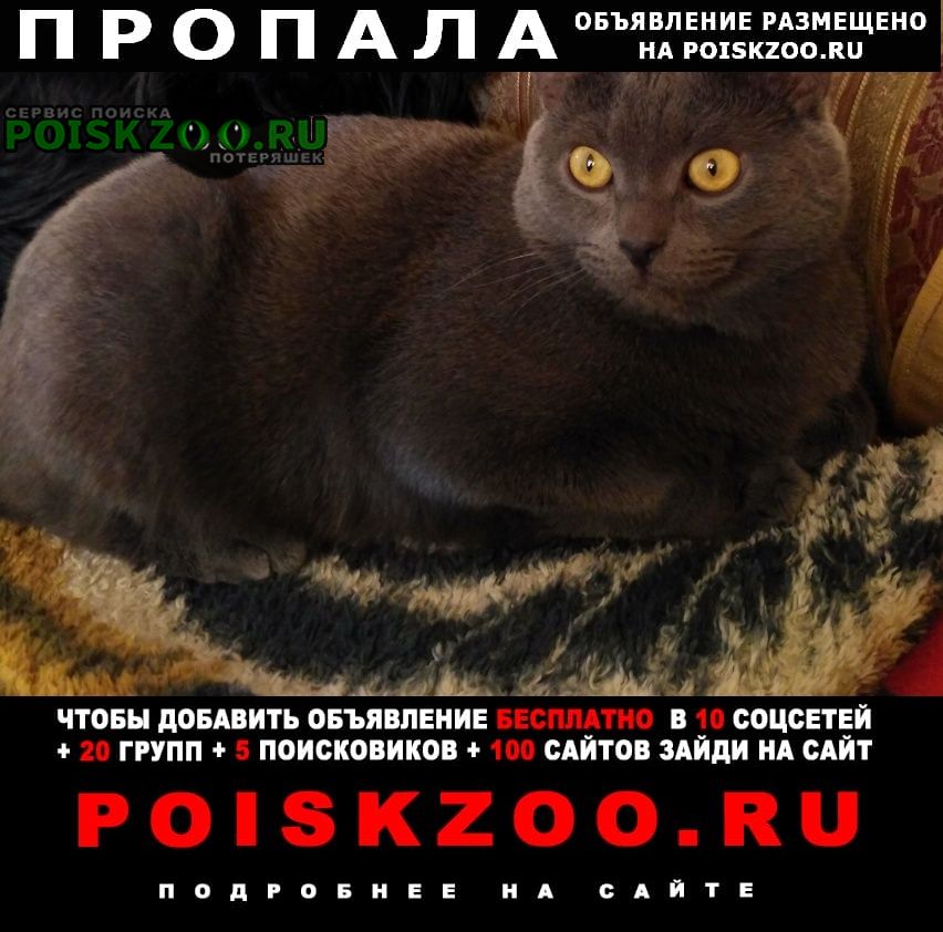 Белоярский (Свердловская обл.) Пропала кошка
