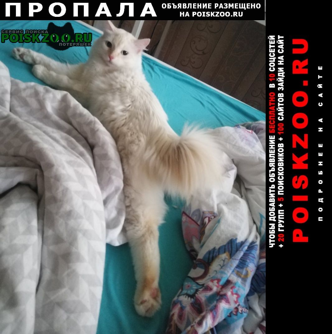 Омск Пропал кот. район проспект мира 165 г