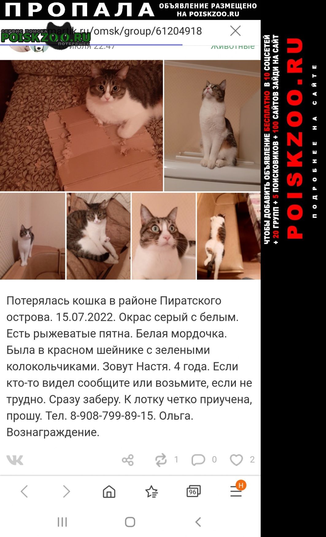 Омск Пропала кошка.