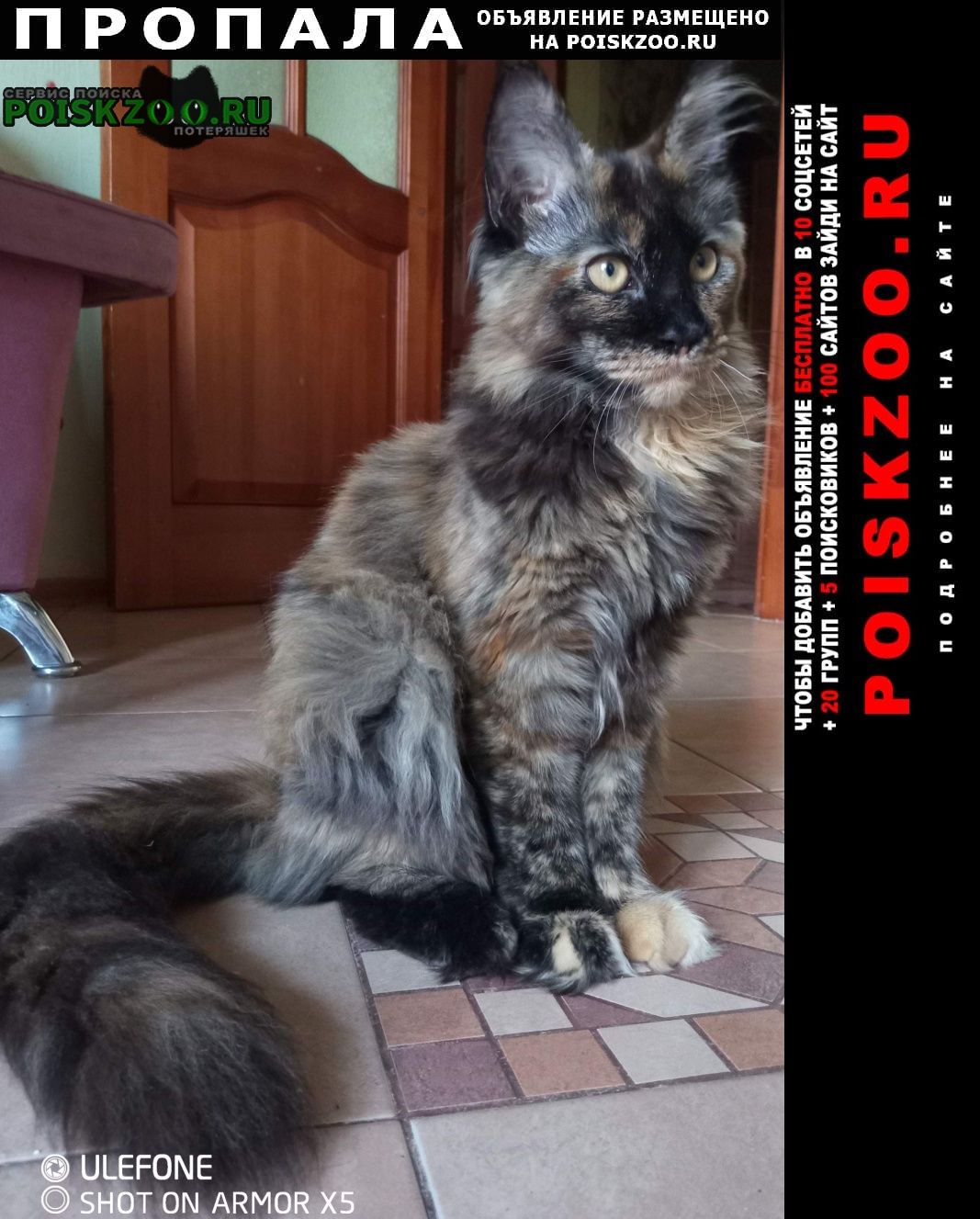Пропала кошка потерялась Санкт-Петербург