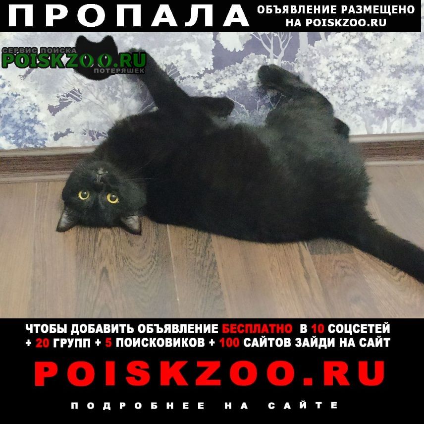 Ижевск Пропал кот