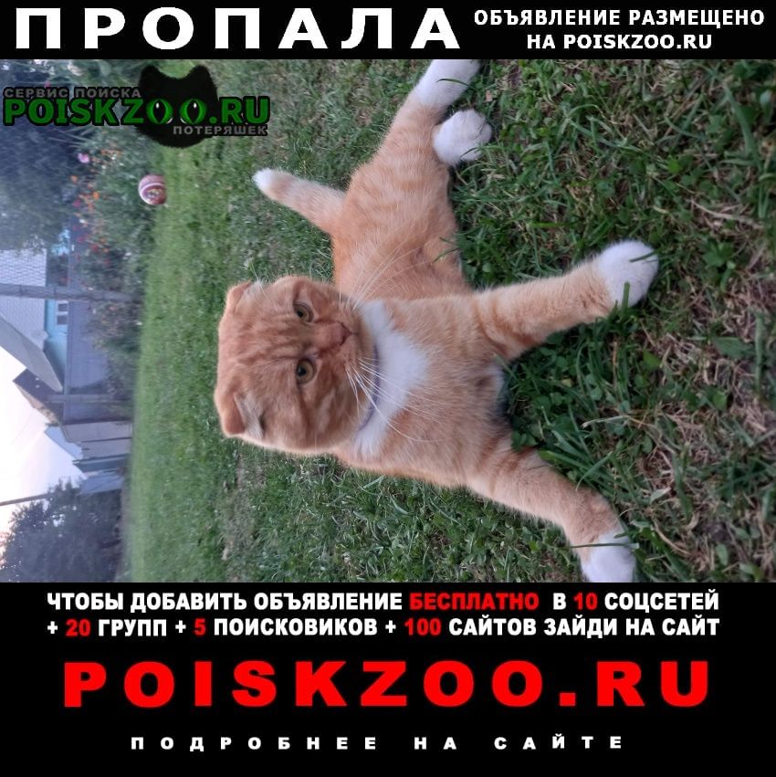 Алексин Пропал кот рыжий ( смесь с вислоухим)