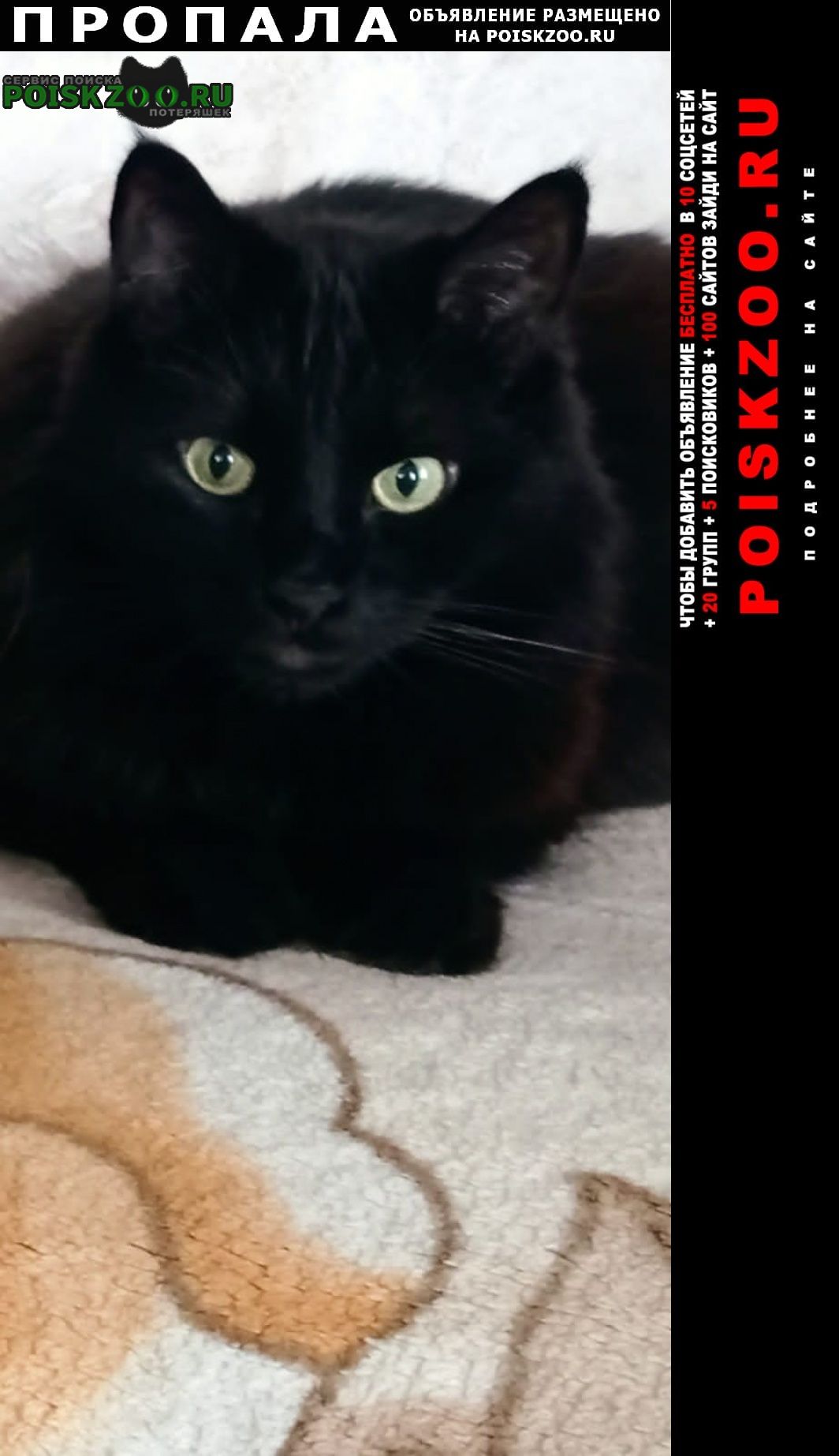 Москва Пропал кот окрас черный