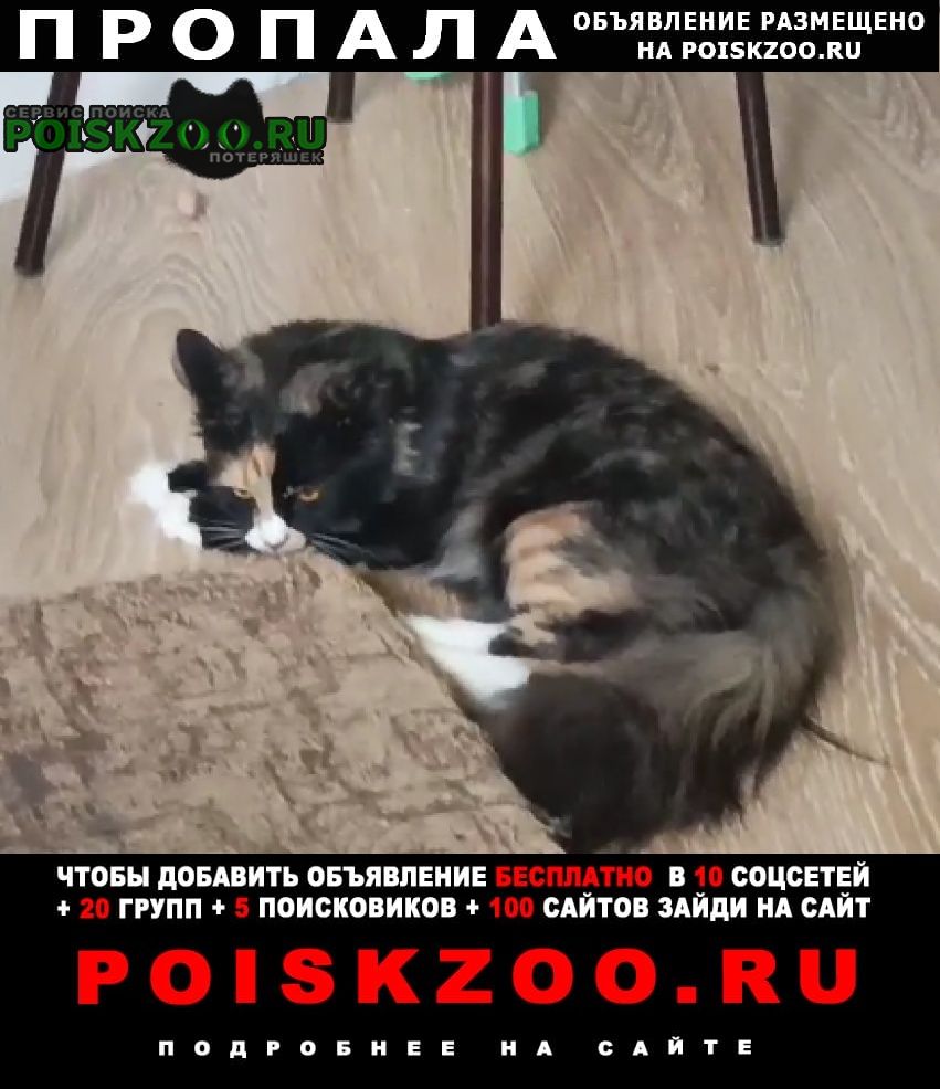 Жигулевск Пропала кошка