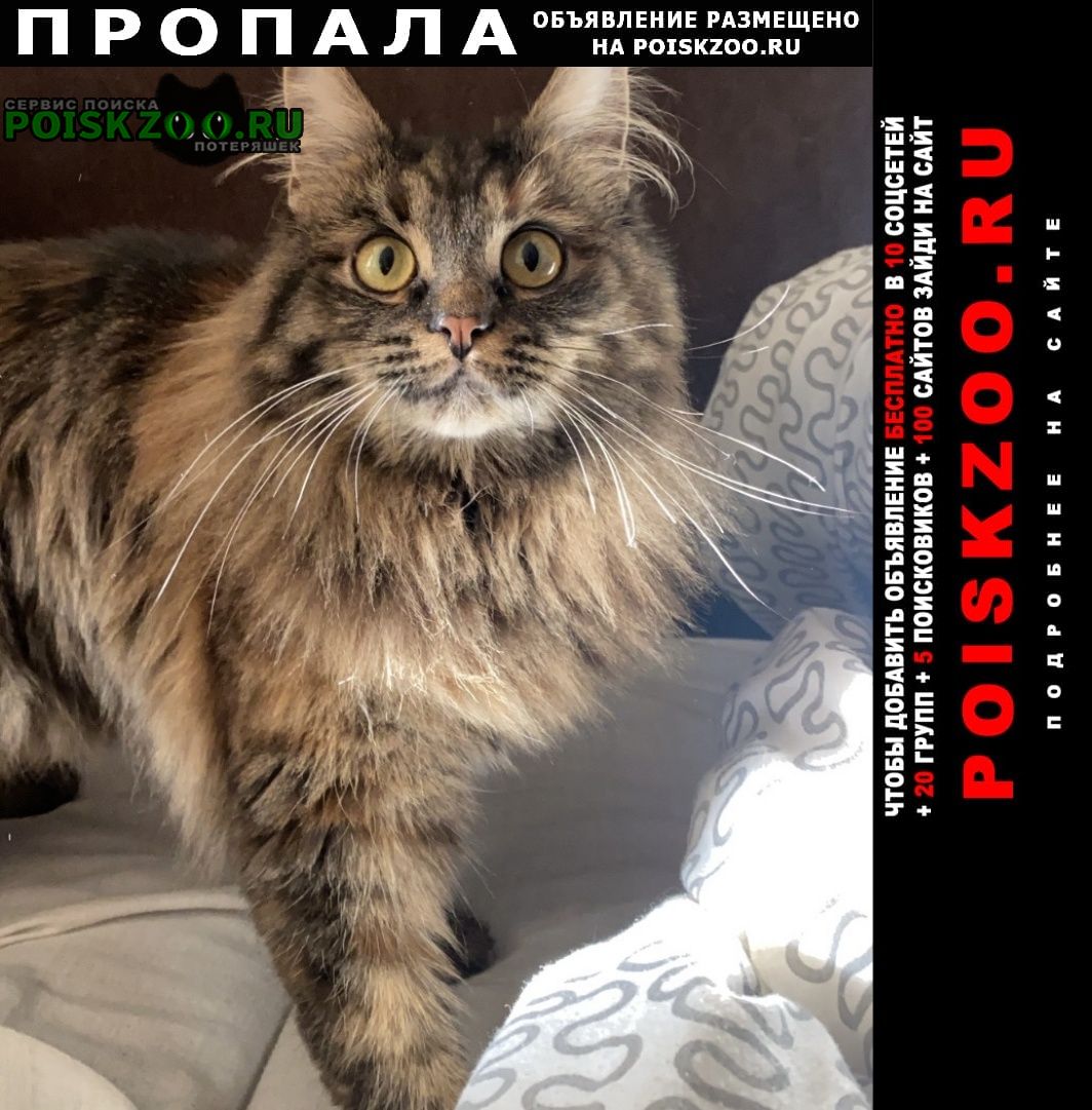 Пропала кошка 7 квартал Тольятти