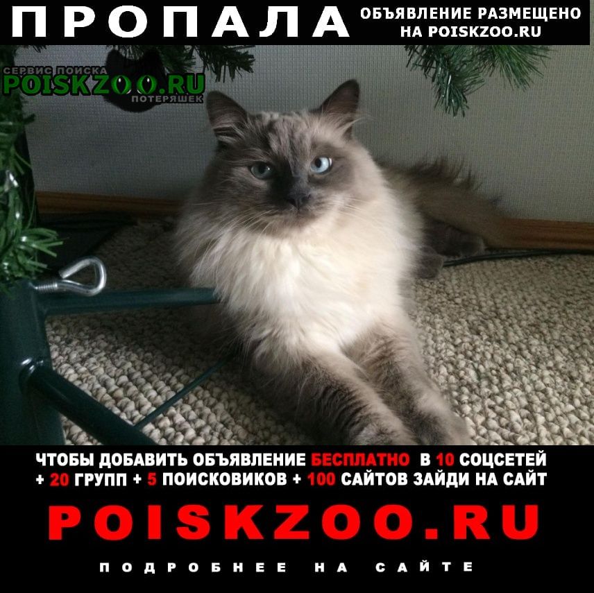 Чебаркуль Пропал кот у санатория кисегач