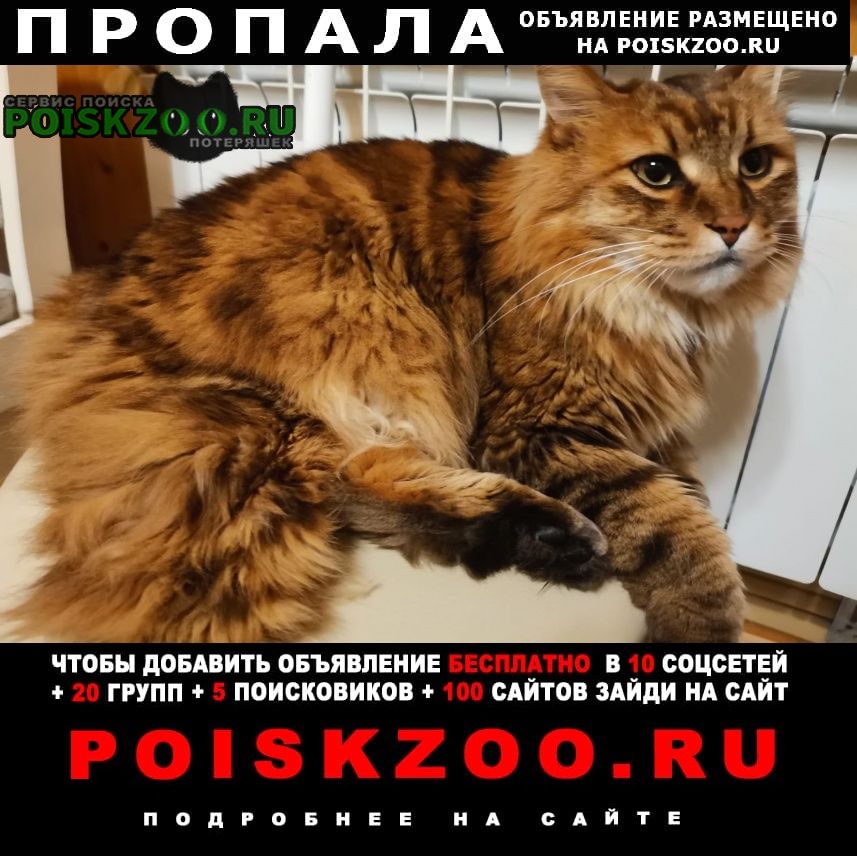 Пропал кот курильский бобтейл Чехов
