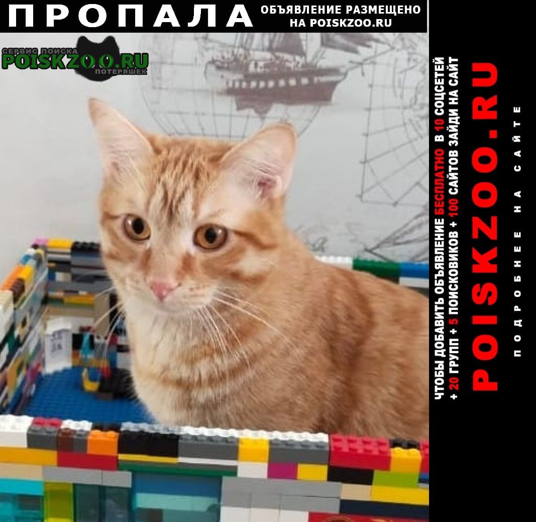 Иркутск Пропал кот байкальский тракт, 15 км, садоводство