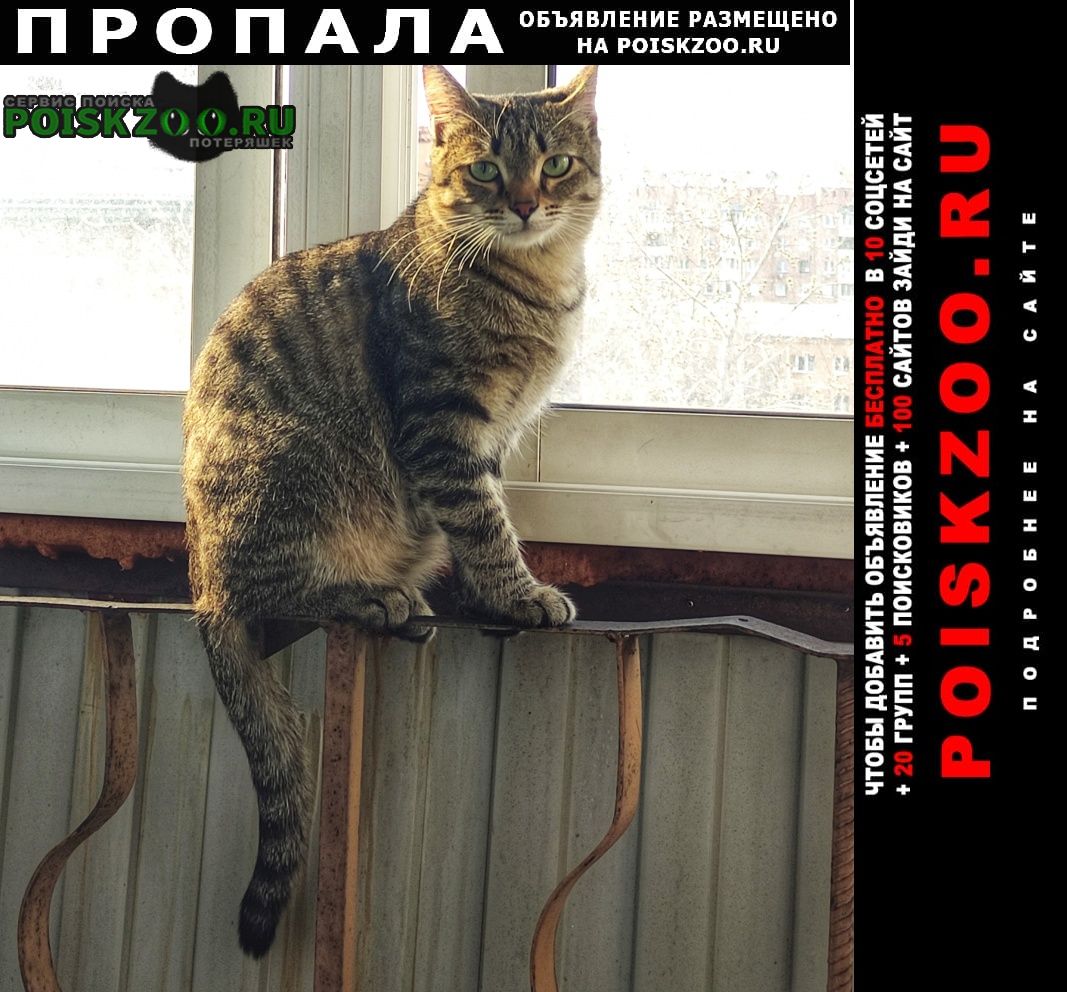 Улан-Удэ Пропал кот с.горячинск