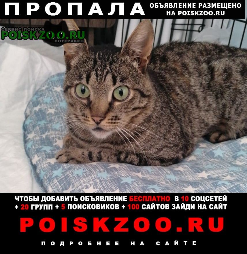 Москва Пропал кот свиблово, нуждается в лечении