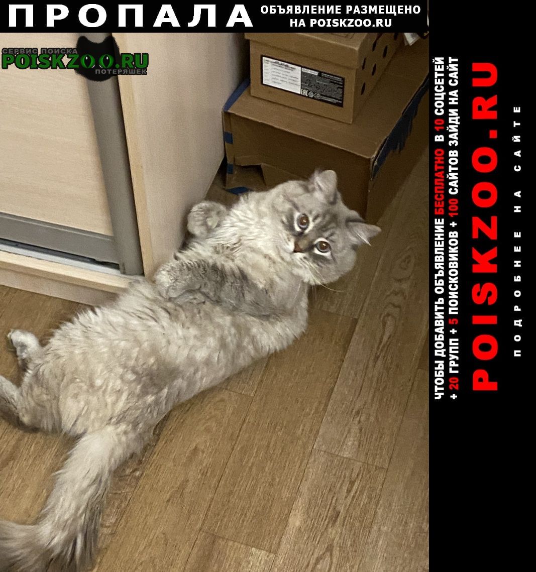 Пропал кот Красногорск