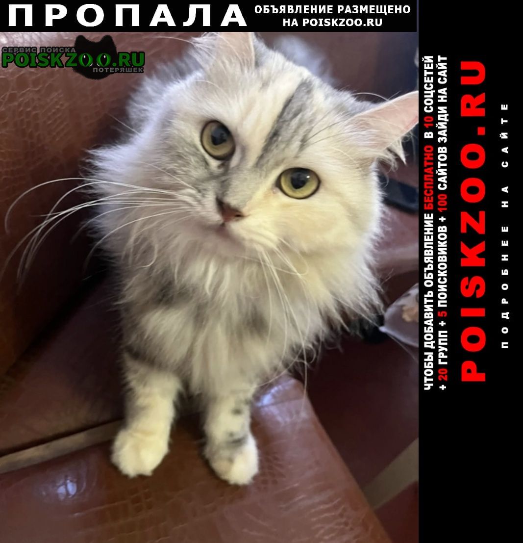 Пропала кошка лапка Нижний Новгород