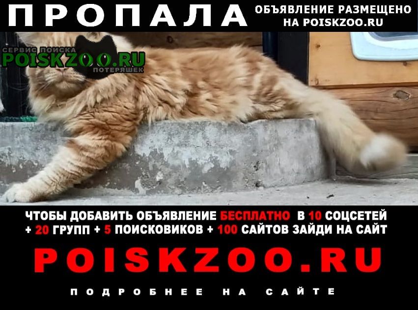 Пропал кот рыжий породы мейн-кун Пушкино
