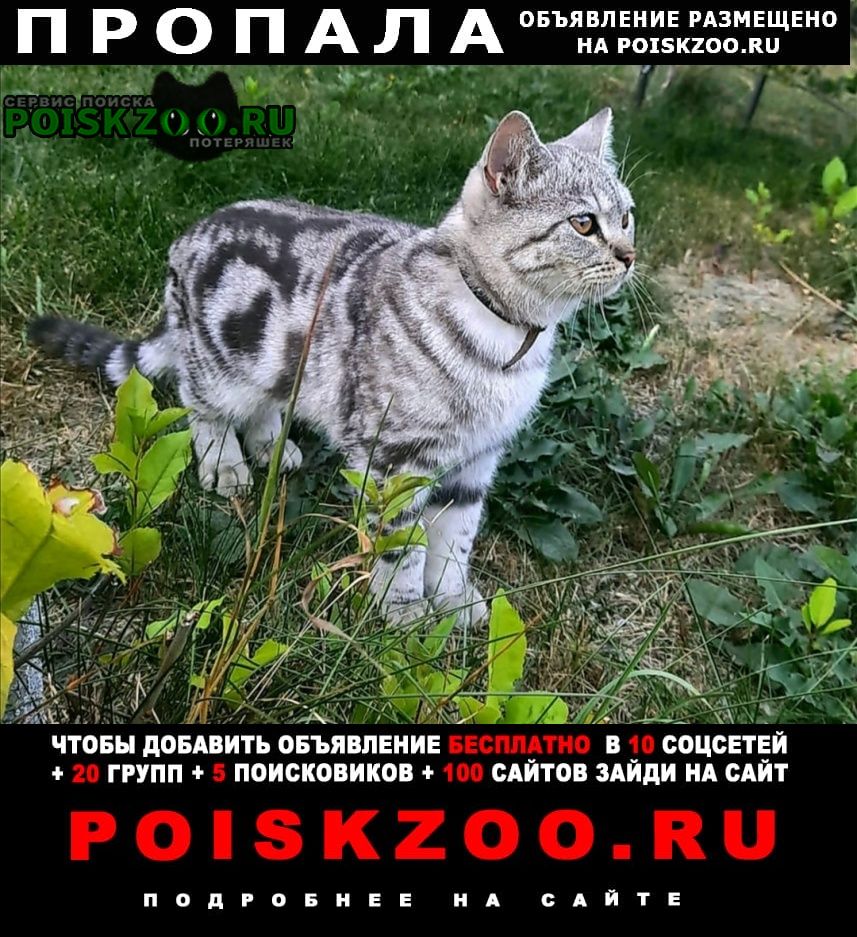 Тюмень Пропал кот хопкинс 1 год