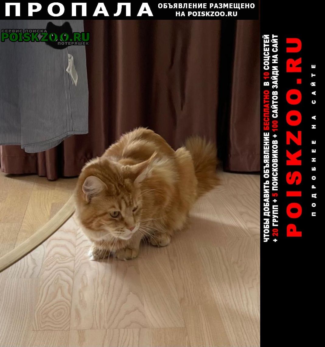 Пропала кошка мэйн-кун Ставрополь