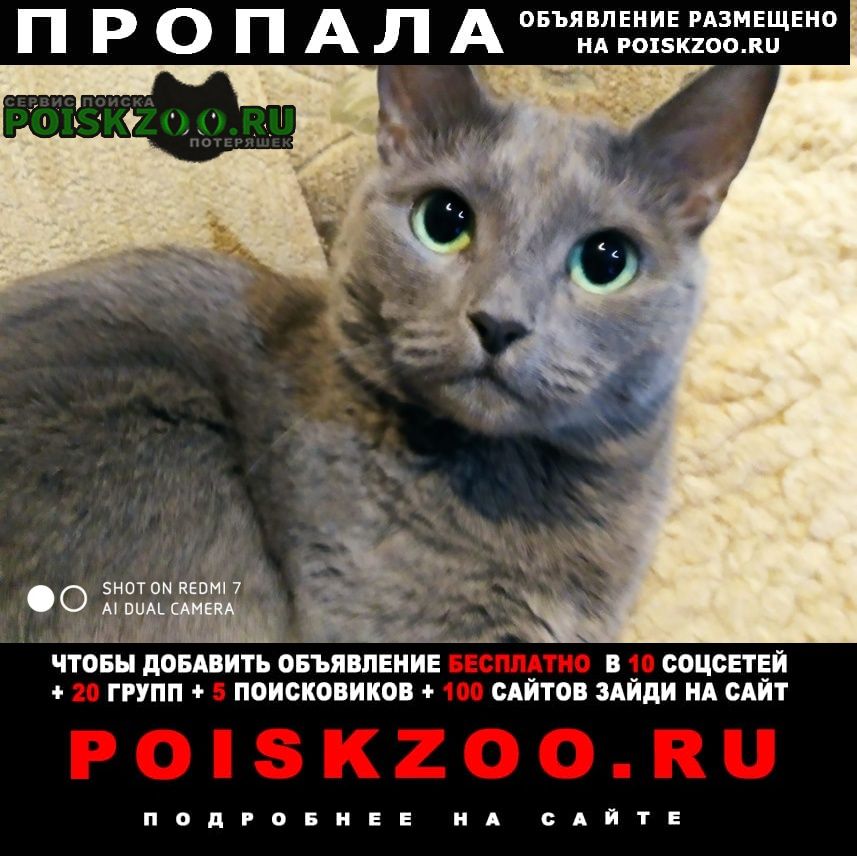 Пропала кошка русская голубая Липецк