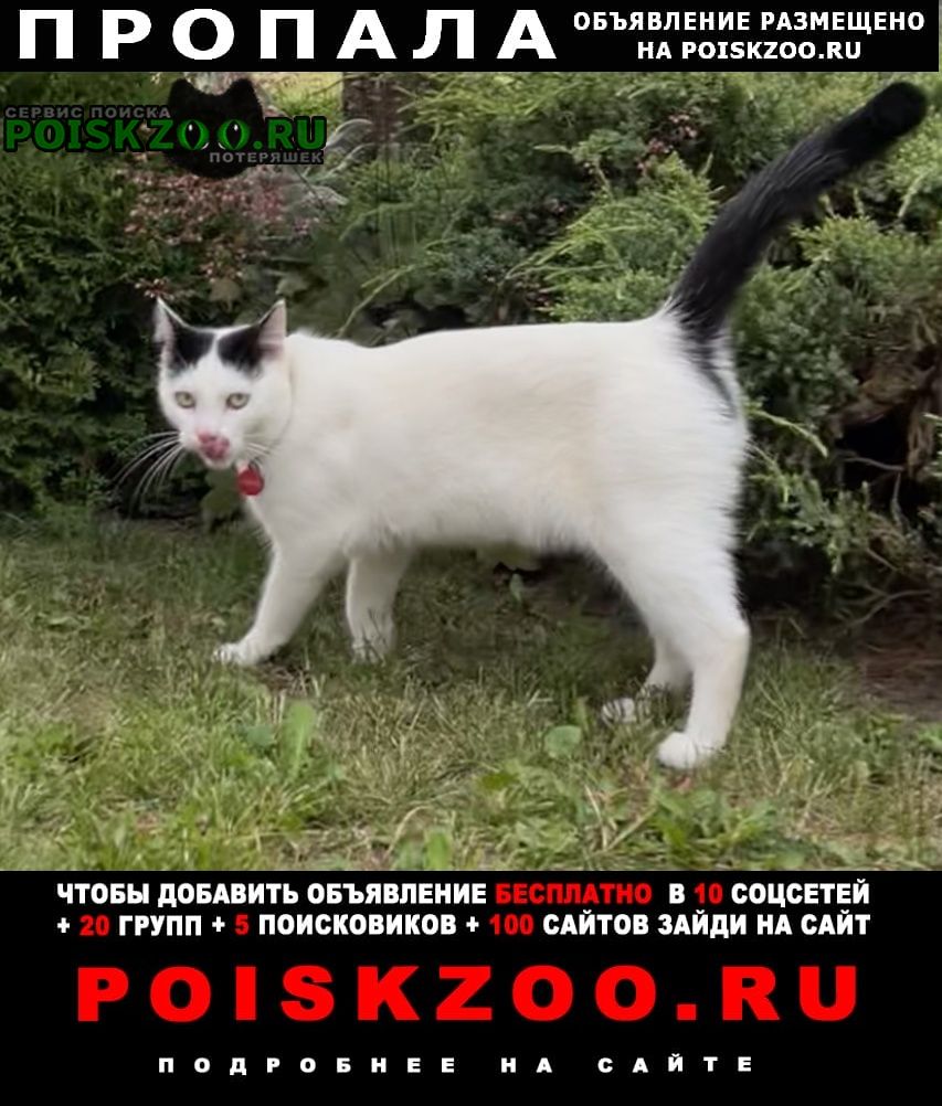Тучково Пропал кот -барсик