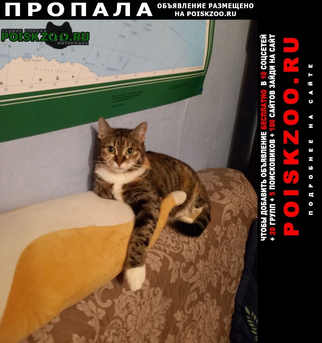 Пропала кошка 28 июля в 22:05 упала из окна Москва