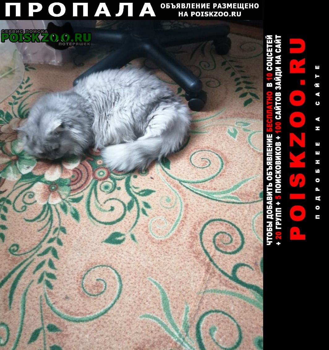 Пропал кот кличка кузя 4 года Ахтырский