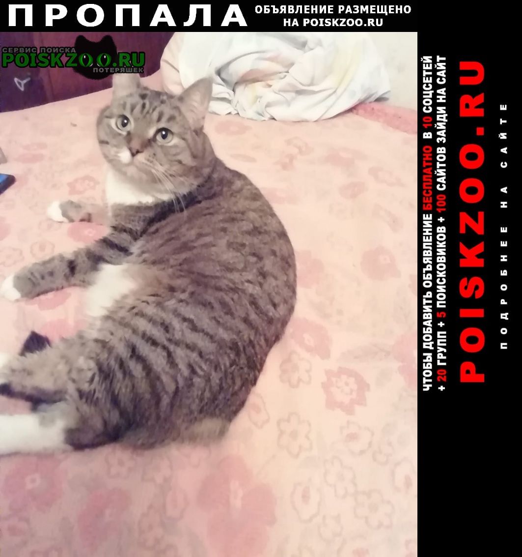 Москва Пропала кошка девочка, в районе полежаевской.