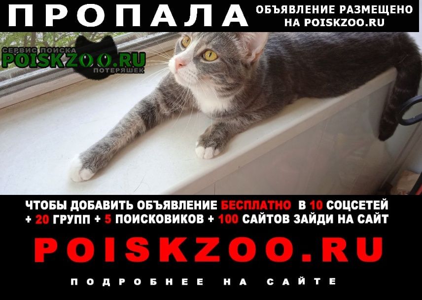 Пропал кот, измайлово Москва