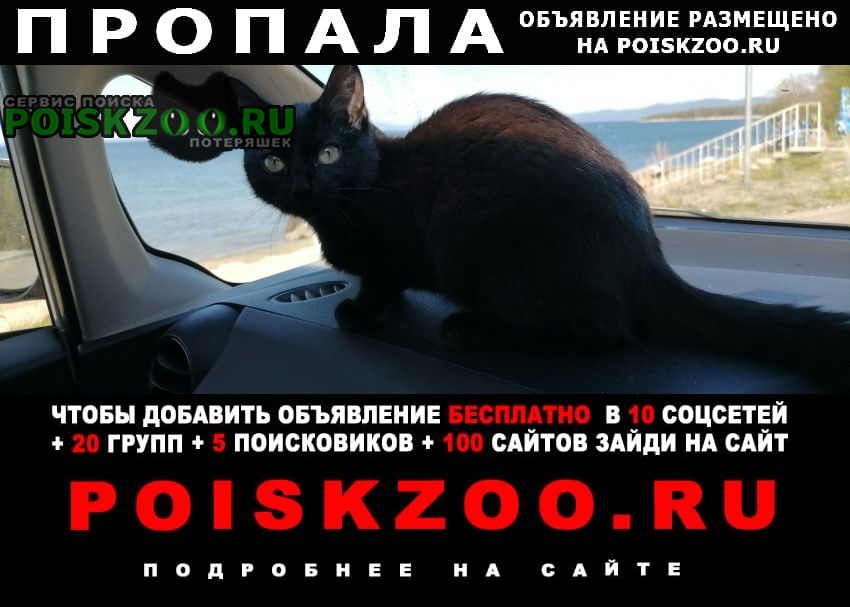 Пропала кошка вознаграждение 10000 Иркутск