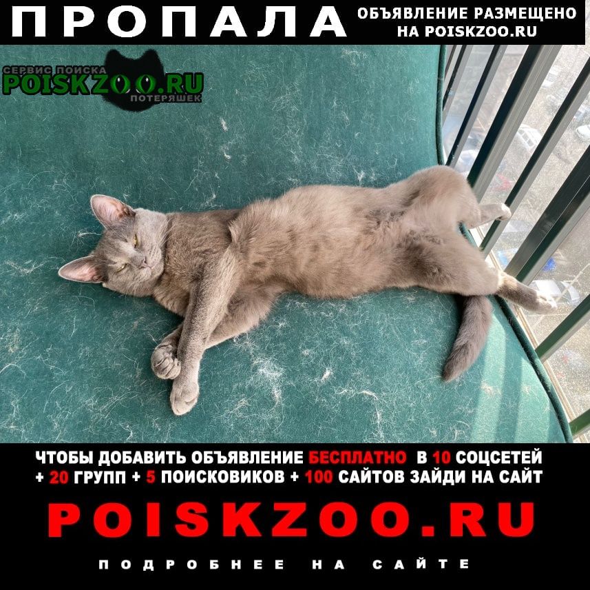 Нарофоминск Пропал кот