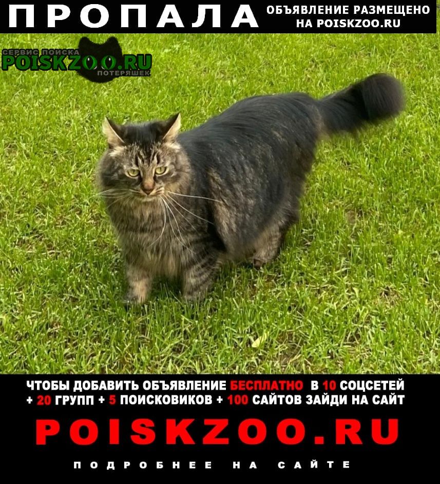 Пропала кошка Красногорск