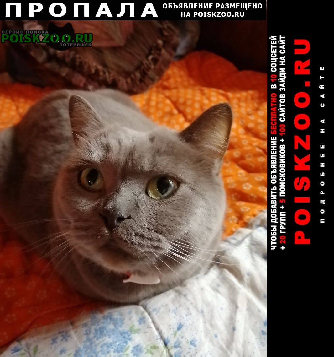 Кировск Пропала кошка