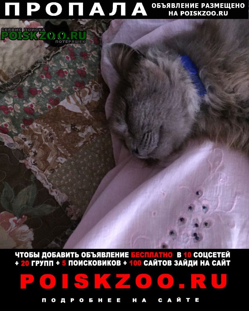 Первомайский (Тамбовская обл.) Пропал кот мальвин-кисуня