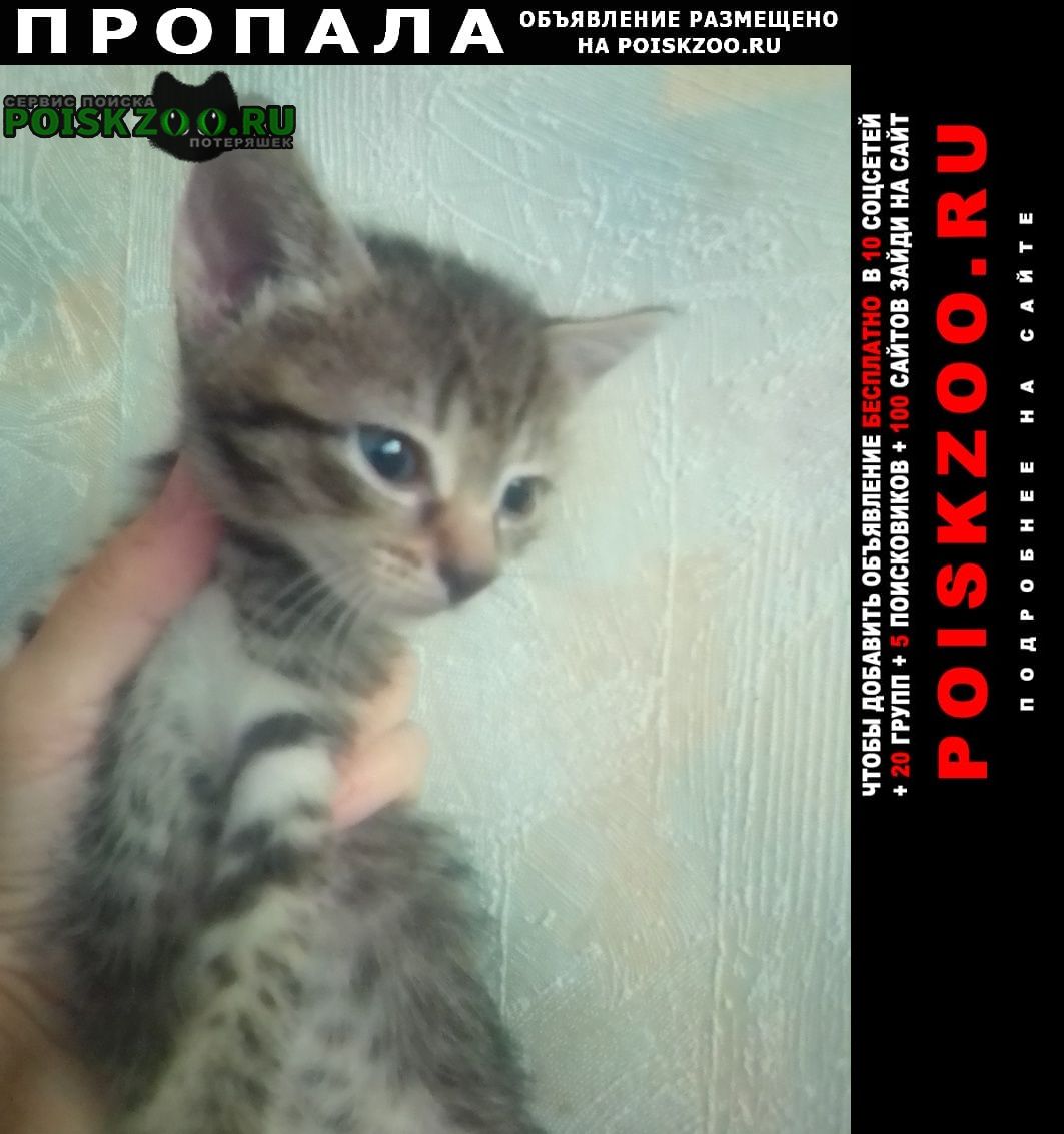 Пропала кошка котенок девочка полосатая сера Ярославль