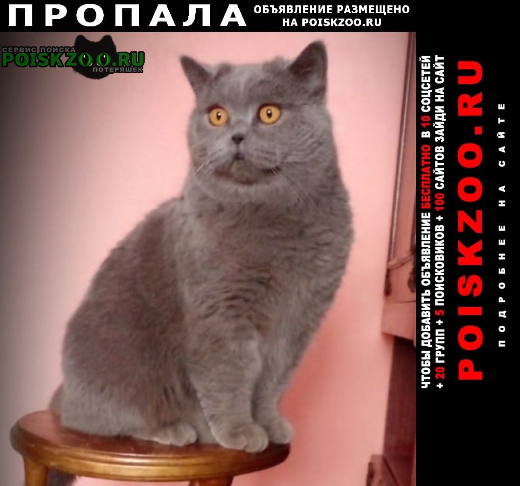 Артемовский (Свердловская обл.) Пропал кот шотландец